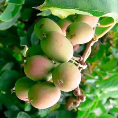 Актинидия ГИБРИДНАЯ КОЛБАСИНОЙ в Ижевске