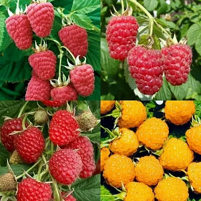 Комплект МАЛИНОВОЕ АССОРТИ в Ижевске