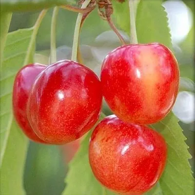 Черешня МЕДУНИЦА в Ижевске