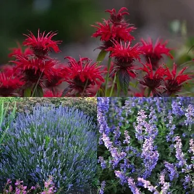 Комплект АРОМАТНЫЙ ЧАЙ в Ижевске