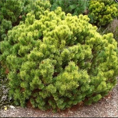 Ель ДАНС ДВАРФ обыкновення в Ижевске