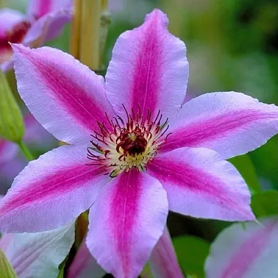 Клематис НЕЛЛИ МОЗЕР  Клематис НЕЛЛИ МОЗЕР в Ижевске