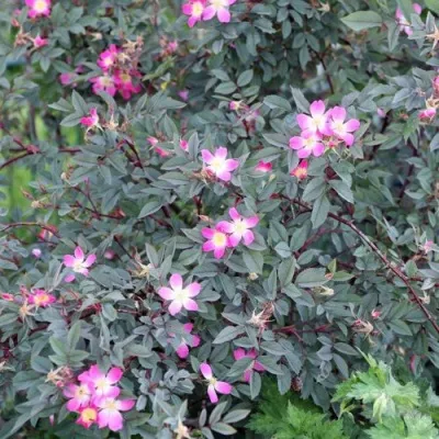 Саженцы роз сизая — описание сорта Саженцы роз сизая в Ижевске