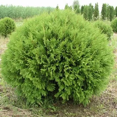 Туя ГЛОБОЗА западная  Туя ГЛОБОЗА западная в Ижевске
