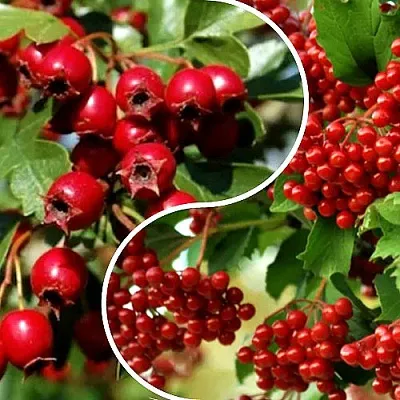 Комплект БУДЬ ЗДОРОВ в Ижевске