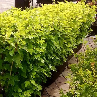 Комплект АНГЕЛ ГОЛД в Ижевске