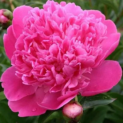 Пион ЭДУЛИС СУПЕРБА травянистый  Пион ЭДУЛИС СУПЕРБА травянистый в Ижевске