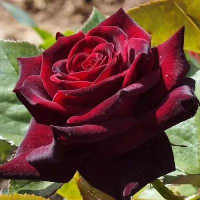 Саженцы роз БЛЭК БАККАРА чайно-гибридная в Ижевске