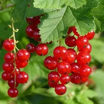 Смородина красная РОНДОМ в Ижевске