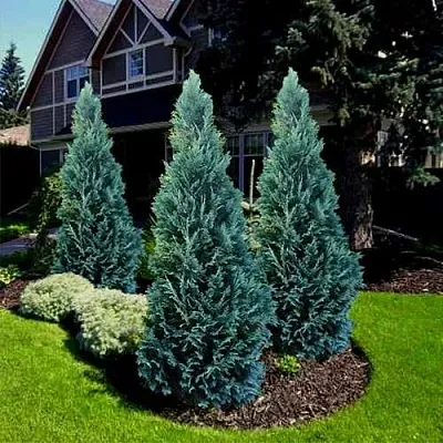 Кипарисовик ВАН ПЕЛЬТС БЛЮ лавсона  Кипарисовик ВАН ПЕЛЬТС БЛЮ лавсона в Ижевске