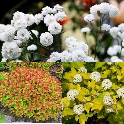 Комплект СОЛНЕЧНЫЙ МИКС в Ижевске