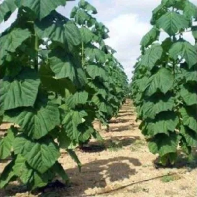 Павлония ПАО ТОГН Z07 в Ижевске