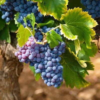 Виноград ЗИЛГА в Ижевске