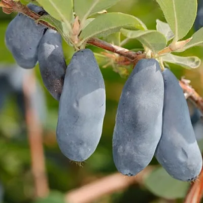 Жимолость съедобная СИНИЙ УТЕС в Ижевске