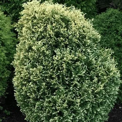 Туя ЛИТОМИШИЛ западная  Туя ЛИТОМИШИЛ западная в Ижевске