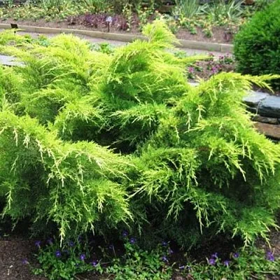 Можжевельник ГОЛД КОСТ средний в Ижевске