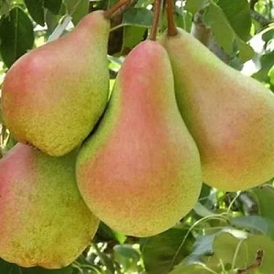 Груша ЛЕСНАЯ КРАСАВИЦА  Груша ЛЕСНАЯ КРАСАВИЦА в Ижевске