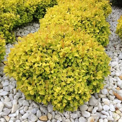 Барбарис БОНАНЗА ГОЛД тунберга в Ижевске