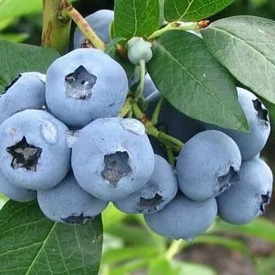 Голубика БЛЮЭТТА  Голубика БЛЮЭТТА в Ижевске