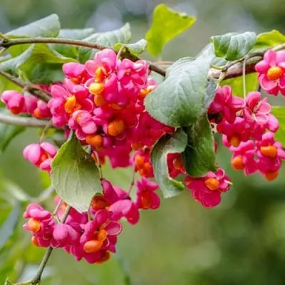 Бересклет ЕВРОПЕЙСКИЙ  Бересклет ЕВРОПЕЙСКИЙ в Ижевске