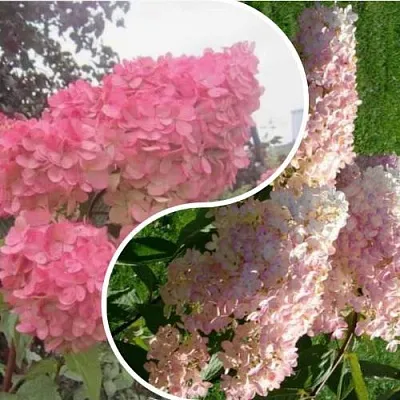 Комплект МНОГОГРАННОСТЬ в Ижевске