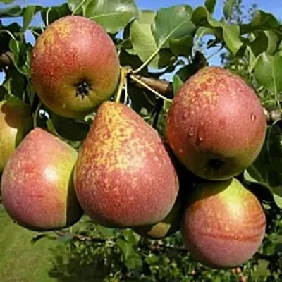 Груша МРАМОРНАЯ  Груша МРАМОРНАЯ в Ижевске