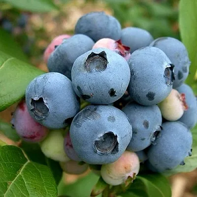 Голубика КОЛЛИНЗ  Голубика КОЛЛИНЗ в Ижевске