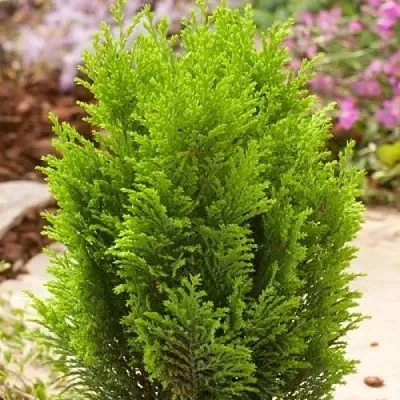 Кипарисовик ЭЛВУДИ ГОЛД лавсона в Ижевске