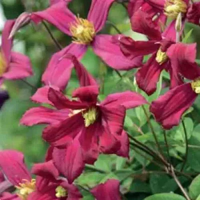 Клематис СТРОУБЕРРИ ФИЛДС  Клематис СТРОУБЕРРИ ФИЛДС в Ижевске