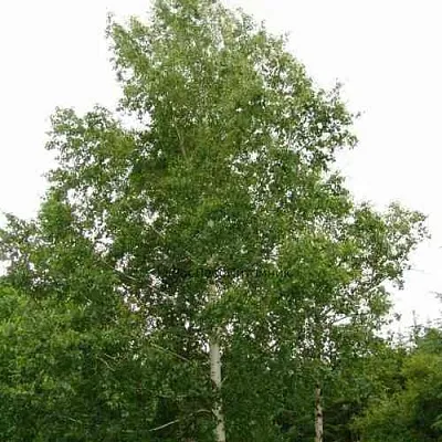 Береза бородавчатая в Ижевске