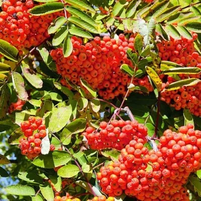 Рябина СОРБИНКА сладкоплодная — описание сорта Рябина СОРБИНКА сладкоплодная в Ижевске