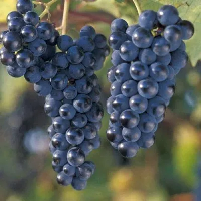 Виноград МАРКЕТТ в Ижевске