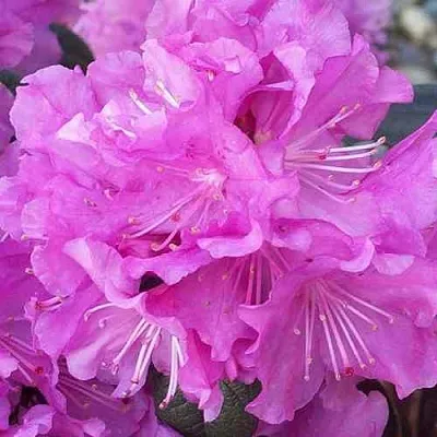 Рододендрон П.Ж.М. ЭЛИТ  Рододендрон П.Ж.М. ЭЛИТ в Ижевске