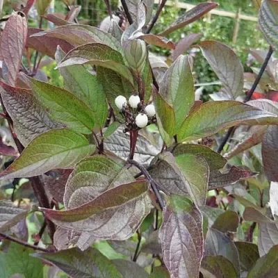 Дерен КЕССЕЛЬРИНГИ  Дерен КЕССЕЛЬРИНГИ в Ижевске