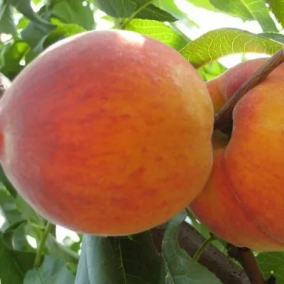 Персик СОЧНЫЙ — описание сорта Персик СОЧНЫЙ в Ижевске