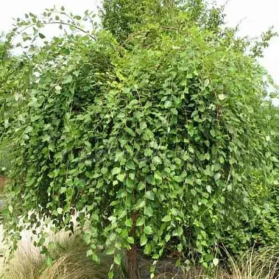 Береза САММЕР КАСКАД черная  Береза САММЕР КАСКАД черная в Ижевске