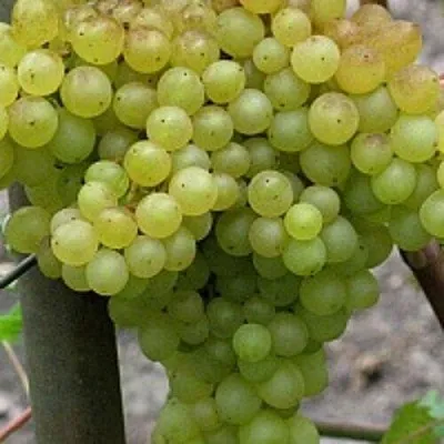 Виноград КИШМИШ 342 в Ижевске