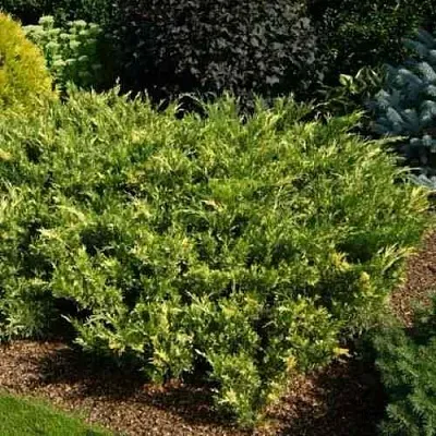 Можжевельник ВАРИЕГАТА казацкий в Ижевске