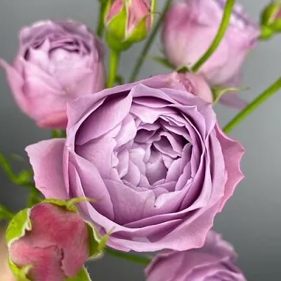 Саженцы роз ЛАВЕНДЕР БАБЛС спрей  Саженцы роз ЛАВЕНДЕР БАБЛС спрей в Ижевске