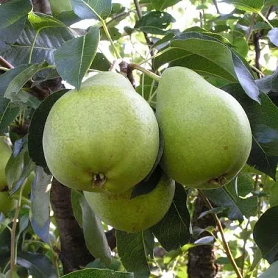 Груша МАСЛЯНИСТАЯ ЛЕТНЯЯ  Груша МАСЛЯНИСТАЯ ЛЕТНЯЯ в Ижевске