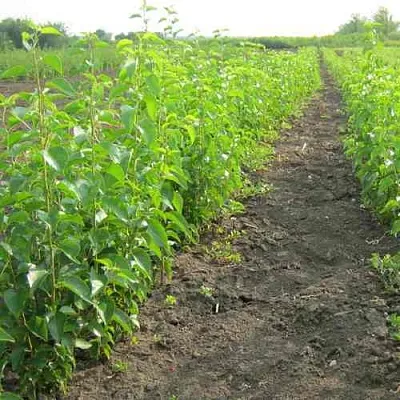 Подвой черешни ДИКАЯ ЧЕРЕШНЯ  Подвой черешни ДИКАЯ ЧЕРЕШНЯ в Ижевске