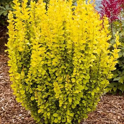 Барбарис ГОЛДЕН ТОРЧ тунберга в Ижевске