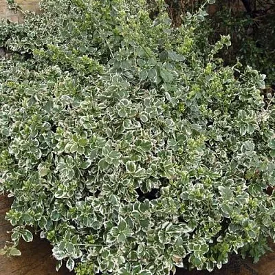 Бересклет ЭМЕРАЛЬД ГАИТИ форчуна  Бересклет ЭМЕРАЛЬД ГАИТИ форчуна в Ижевске