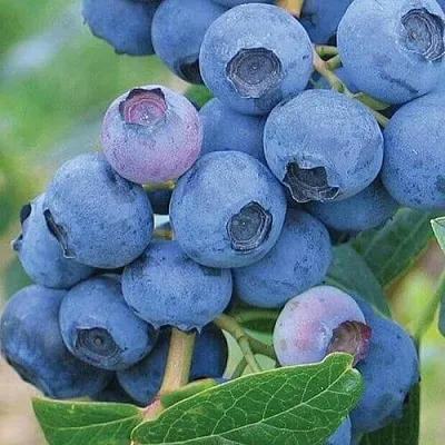 Голубика ЭРЛИБЛЮ  Голубика ЭРЛИБЛЮ в Ижевске