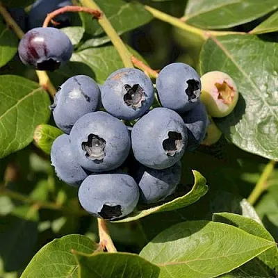 Голубика ШАНТЕКЛЕР  Голубика ШАНТЕКЛЕР в Ижевске