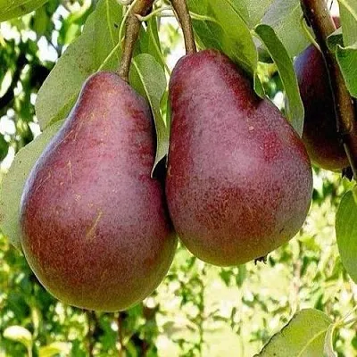 Груша с красной мякотью КРАСНАЯ ИЗ СААРЕМА  Груша с красной мякотью КРАСНАЯ ИЗ СААРЕМА в Ижевске