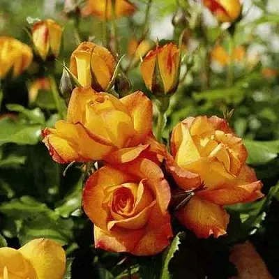 Саженцы роз САХАРА плетистая  Саженцы роз САХАРА плетистая в Ижевске