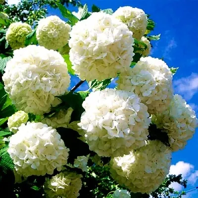 Калина БУЛЬДЕНЕЖ — описание сорта Калина БУЛЬДЕНЕЖ в Ижевске