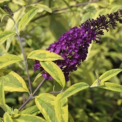 Буддлея давида САНТАНА   Буддлея давида САНТАНА  в Ижевске