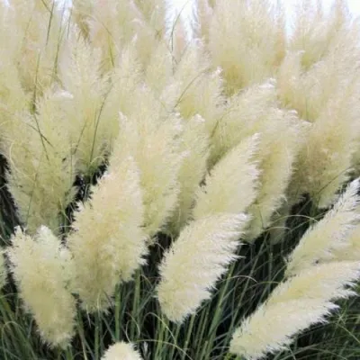 Кортадерия белая (пампасная трава) в Ижевске